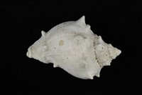 藏品(印度洋黑香螺 )的圖片